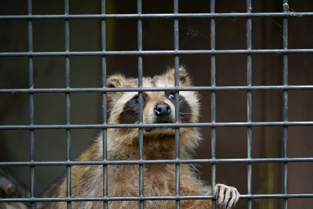 【加須】アライグマ被害急増 害獣対策増額