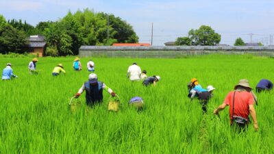 「加須市の誠農社」美味しいお米を願って雑草取り