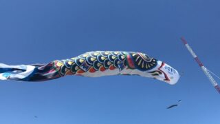 ＜加須＞ジャンボ鯉のぼりの魅力を探る