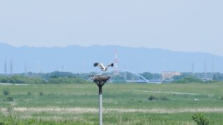 加須から楽しむ！渡良瀬遊水地の自然と歴史の魅力