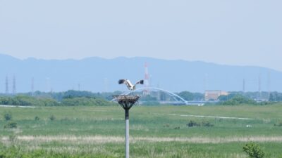 加須から楽しむ！渡良瀬遊水地の自然と歴史の魅力