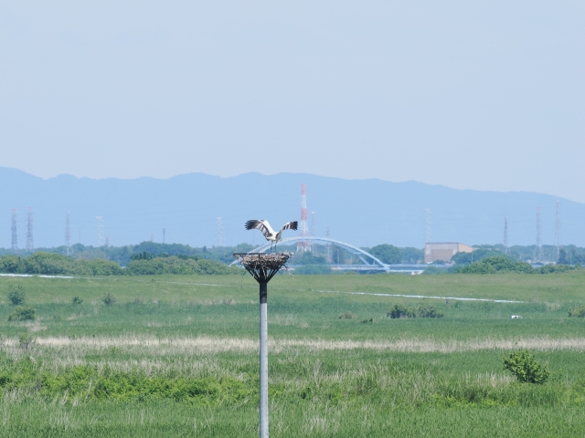 コウノトリの巣