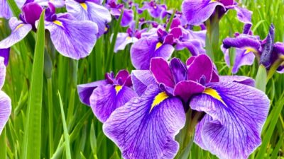加須のあやめ祭り完全ガイド｜浮野の里で味わう初夏の花景色と田舟体験