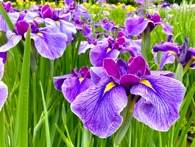 加須のあやめ祭り完全ガイド｜浮野の里で味わう初夏の花景色と田舟体験