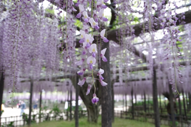 玉敷公園の大藤2025：見頃時期・藤まつり・アクセス情報を徹底ガイド